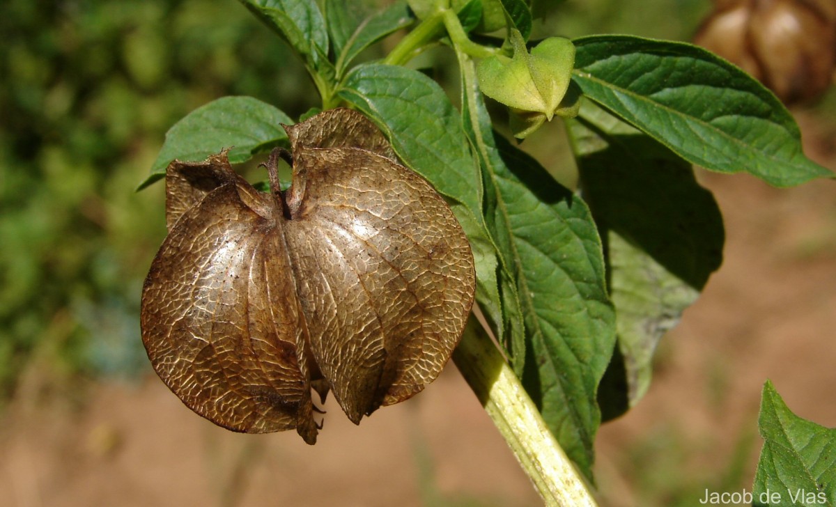 Nicandra physalodes (L.) Gaertn.